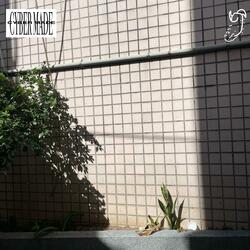 Cash & Money (speed up)