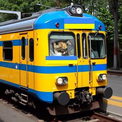 The Cat Train from Ukraine