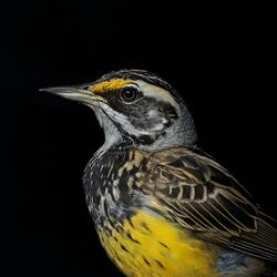 The Meadowlark