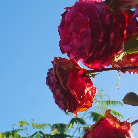 Bloom