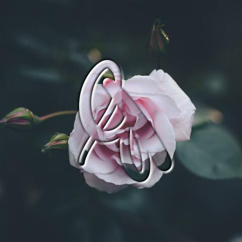 Darling