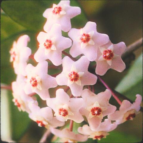 Flor De Nácar