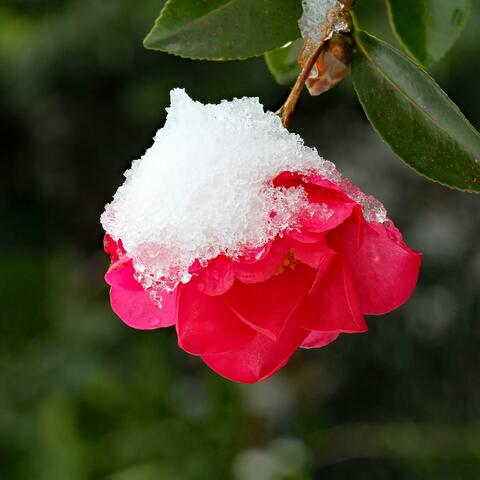Camellia in the Snow