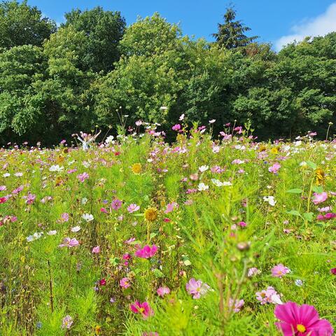 Wildflower polkas