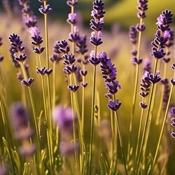 Lavender Grass