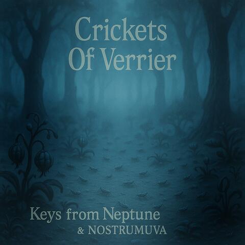 Crickets Of Verrier