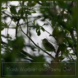 Tawny Owl and Marsh Warbler