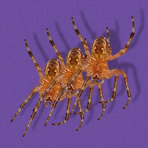 INSECTS
