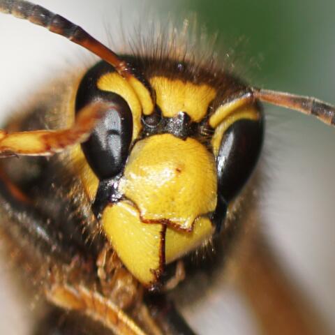 Who's afraid of wasps?