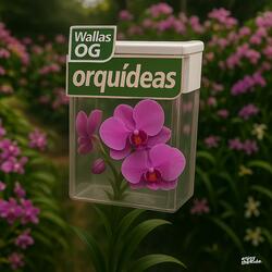 Orquideas