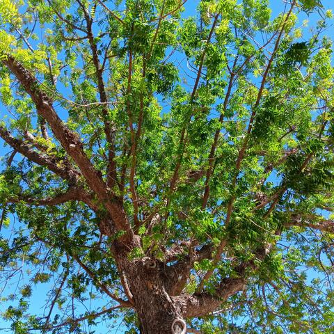 Ridin' with the Wind