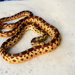 VIPERS