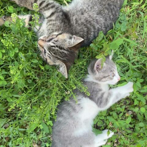 dreams that can't be left alone