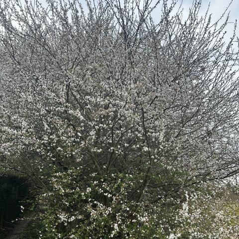 FlowerFlall