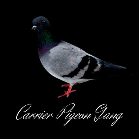 Carrier Pigeon Gang