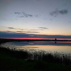 Cows, Redshank, And Small Birds