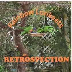 Rainbow Lorikeets