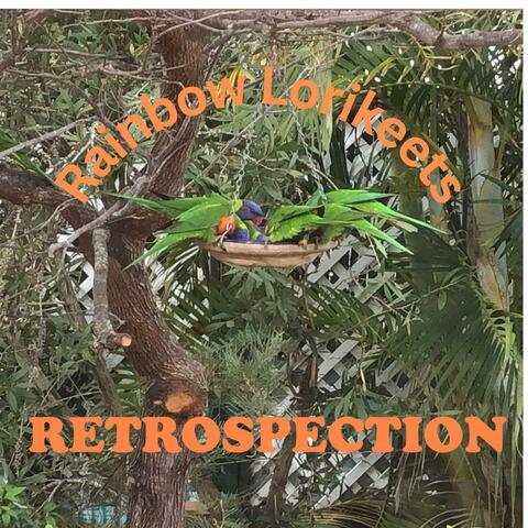 Rainbow Lorikeets