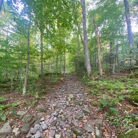 Wildwood Experimentals