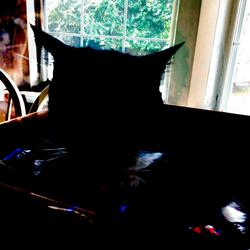 Collapse in the Garden of Brambles