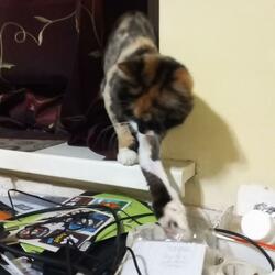 My Kittiy's Soft & Silky Fur