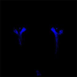 Constant Fear Of Fading