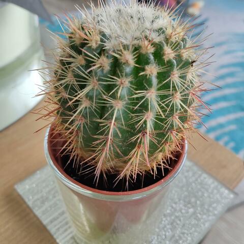 Prickly Cactus
