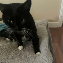 fried asf (freestyle)