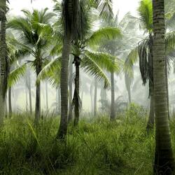 The Miracle Of Forest