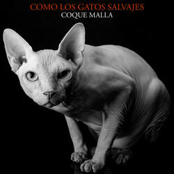 Como los gatos salvajes