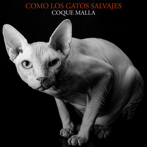 Como los gatos salvajes