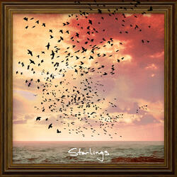 Starlings