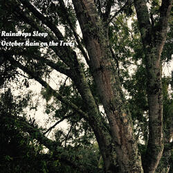 October Rain On the Trees