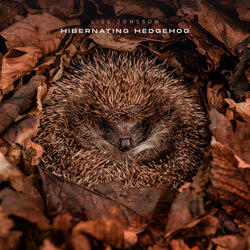 Hibernating Hedgehog