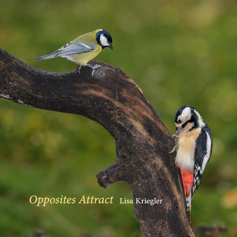 Opposites Attract