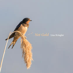 Not Gold