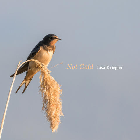 Not Gold