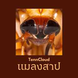 แมลงสาป