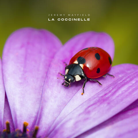 la coccinelle