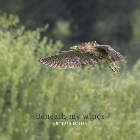 Beneath my wings