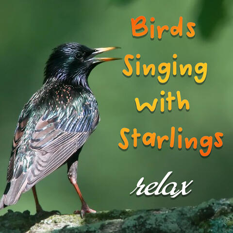 Birds Singing With Starlings
