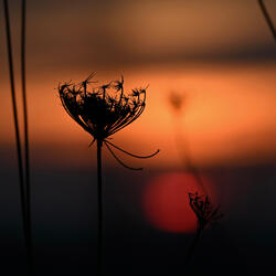 Echoes