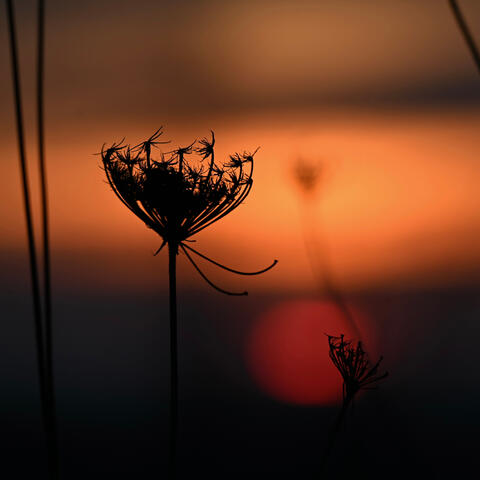 Echoes