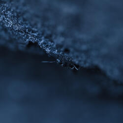 Moody Blue