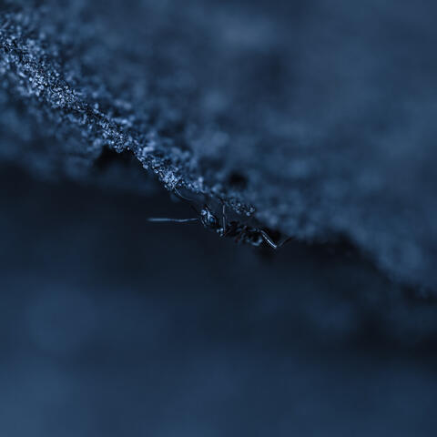 Moody Blue