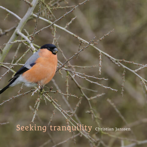 Seeking tranquility