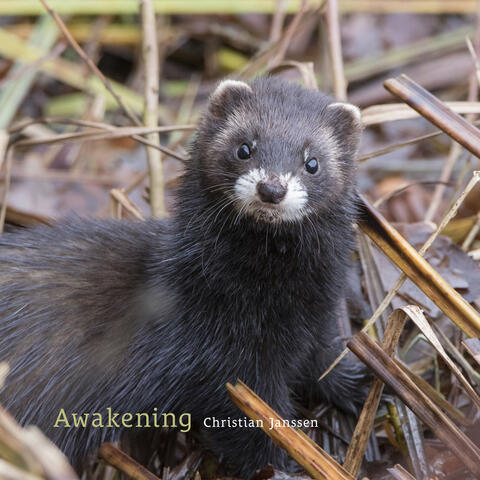 Awakening