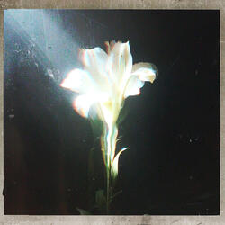 Light That Leads Me