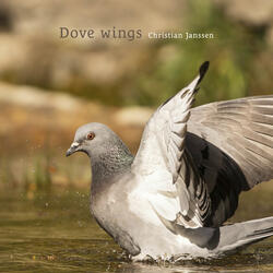 Dove wings