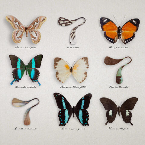 Mariposas
